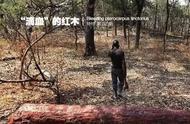 探索赞比亚紫檀：一段带“血”的木头背后的故事
