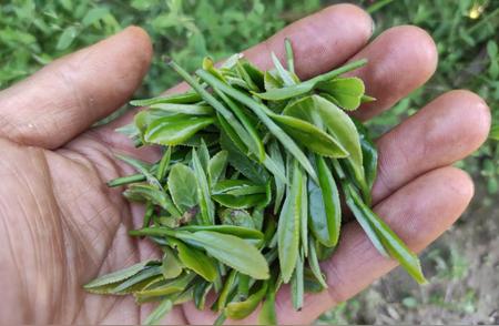 三十年茶缘：深度解析茶叶行业