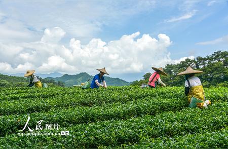 广西昭平秋茶飘香，采摘正当忙