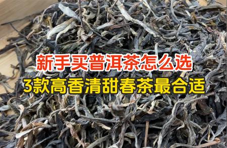 新手选购普洱茶指南：入门攻略大解析！