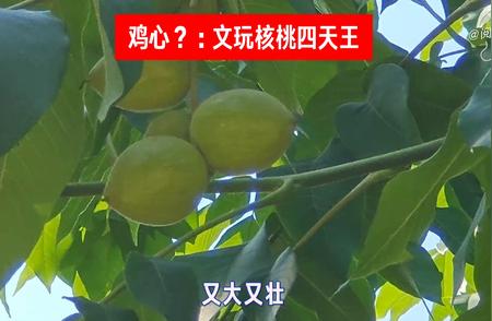 鸡心文玩核桃：探秘文玩核桃四天王之首