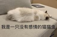 布偶猫被过度追捧：养起来并非易事