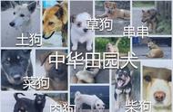 保护唐狗和中华田园犬，我是行动者