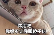 你家的猫咪拥有怎样的学历？