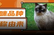 猫咪品种的命名之谜：你知道是怎么来的吗？