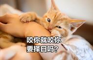 几种容易背叛主人的猫，养过的人都会心疼