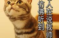 美短猫：6个月后的养猫体验，我后悔了