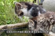 缅因猫的优点与缺点：一份全面指南