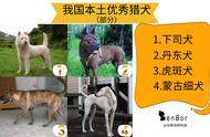 宠物犬与猎犬：你真的了解它们的区别吗？