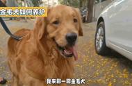 新手养狗指南：如何正确养护金毛犬