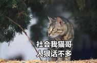 美短猫