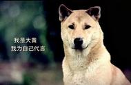 中华田园犬：七大独特款，无愧于经典之名