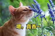 6种体味轻的猫，适合家庭养殖，你家有吗？