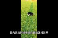 边境牧羊犬：一种忠诚而聪明的工作犬