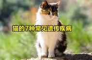 猫的七大遗传性疾病解析