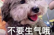 2023年最“难养”的犬种揭秘，哈士奇仅排第二