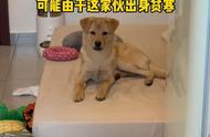 省钱又乖巧的中华田园犬，女子晒照分享养狗心得