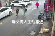 江苏松狮犬袭击事件：爱狗者称，母女俩先挑起争端，狗狗只是防卫