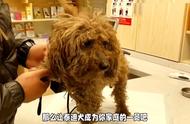 法国贵宾犬中的明星：泰迪犬，活泼可爱与高情商的完美结合