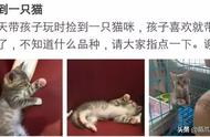 中国狸花猫真的不好吗？欧美人反驳说：纯属胡说！