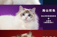 布偶猫毛色解析：你能识别出常见的几种吗？