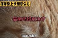 猫咪身上出现癣斑，如何应对？