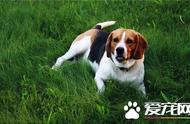 比格犬的智商排名：72位左右