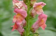 美丽的金鱼草：Antirrhinum majus的魅力