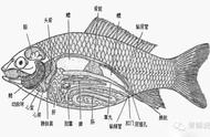 揭秘锦鲤结构：关键时刻的救命知识