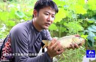 雨后藕塘，野生鲤鱼钓鱼记