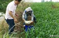 菜市场里的两大宝藏：便宜又高效的钓鱼饵料