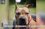 探访动物收容所：老年犬的温馨时光