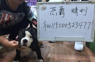 CBKC权威认证：蛋蛋头犬舍纯种犬品质保证