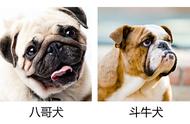 轻松分辨：巴哥犬与斗牛犬的五大差异