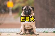 巴哥犬：丑萌丑萌的小天使