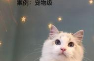 布偶猫价格走势分析：高价神话即将破灭？