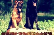 犬训练十五大科目详解：全方位培养优秀宠物狗