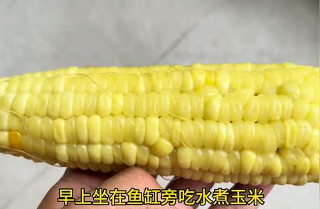 原生缸中的奇特食客：虾虎鱼与煮玉米的奇妙互动