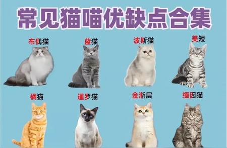 猫咪的优缺点大解析，带你全面了解养猫前后的顾虑