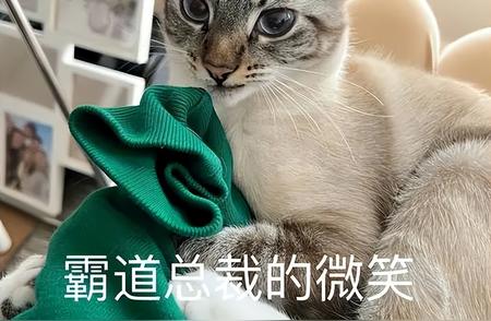 猫咪视角下的“傻猫”：养猫久了的惊喜发现