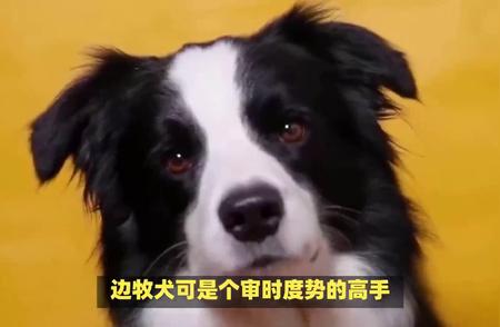 揭秘：为什么不要轻易养边牧犬？