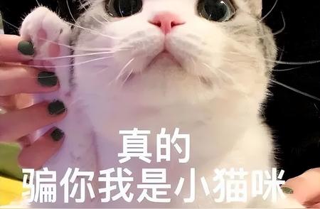 猫咪幸福的四大信号，你家猫中了几个？