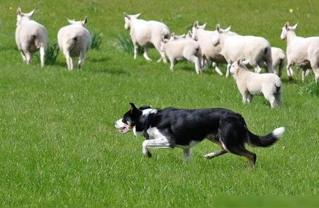 揭秘牧羊犬脖子上戴的防狼项圈：为何狼群会害怕？