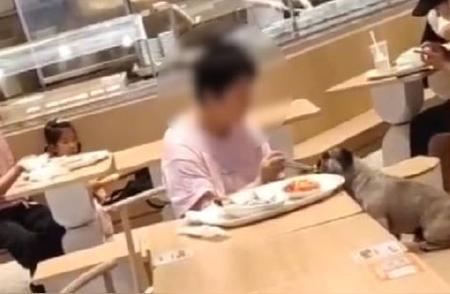 餐馆女子与宠物狗共用餐具引发争议