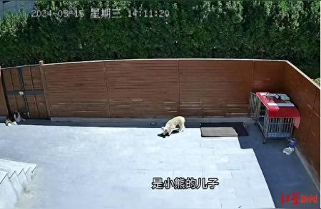 宠物犬投毒致死事件震惊小区：警方全力调查