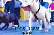 比特犬与藏獒：终极对决的胜者揭晓