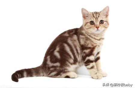 虎斑猫：优缺点全面解析