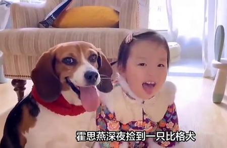 霍思燕深夜惊喜：捡到一只比格犬珍珠，它的新家生活如何？