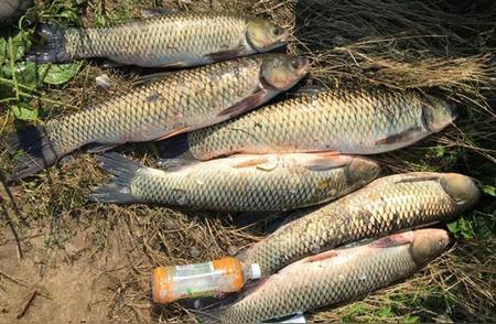 夏季野钓大鱼：独家水果饵料配方分享