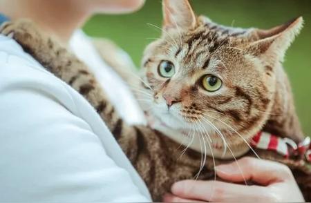 猫之契：探寻宠物猫与主人命运交织的奥秘